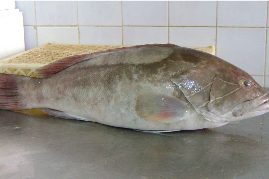 Lagos balığı ekşi
