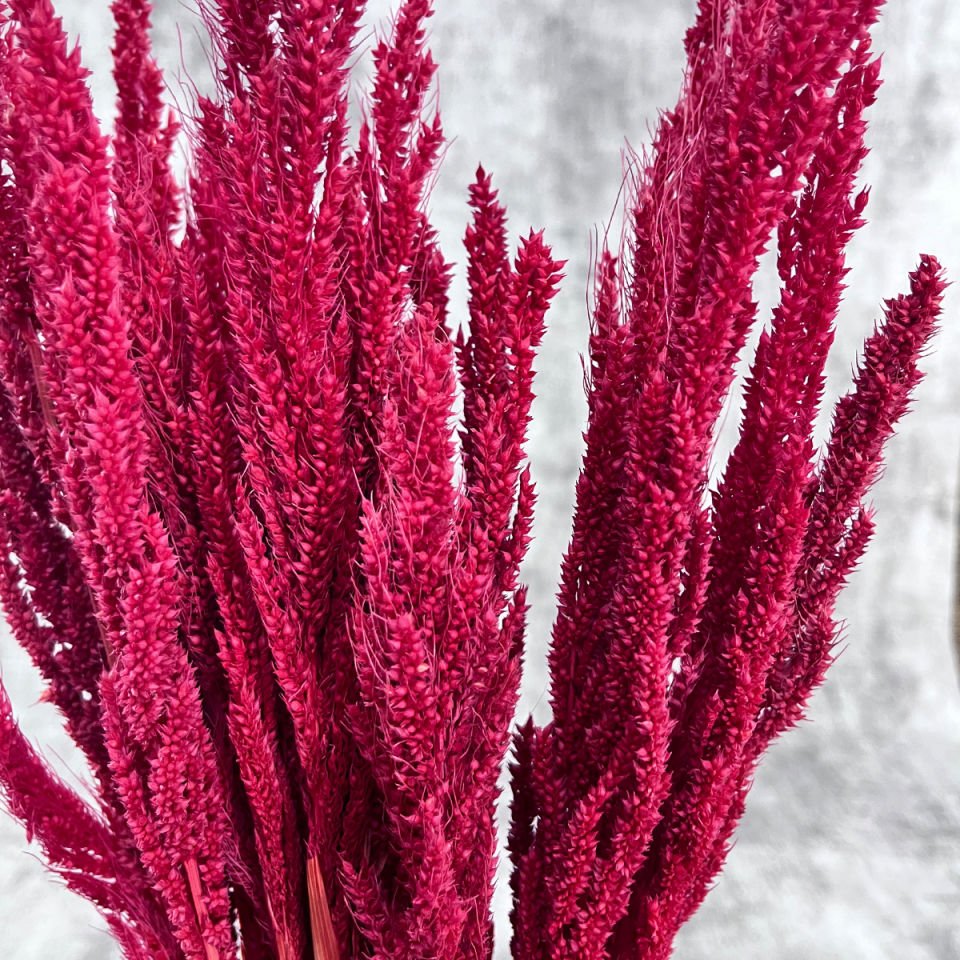 Kırmızı Bulgur Otu