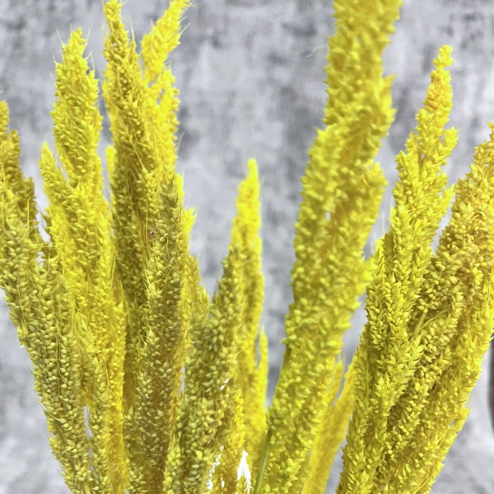 Sarı Bulgur Otu