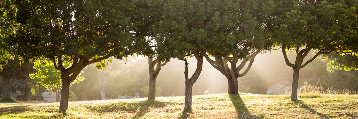 1960’tan Günümüze Doğal Zeytin ve Zeytinyağı | Özenel Zeytin