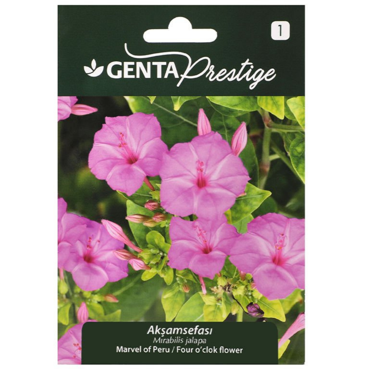 GENTA GECE SEFASI ÇİÇEĞİ TOHUMU 311