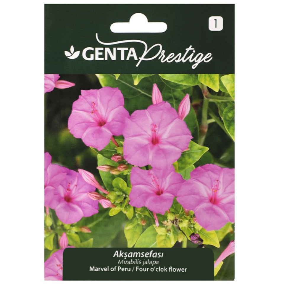 GENTA GECE SEFASI ÇİÇEĞİ TOHUMU 311