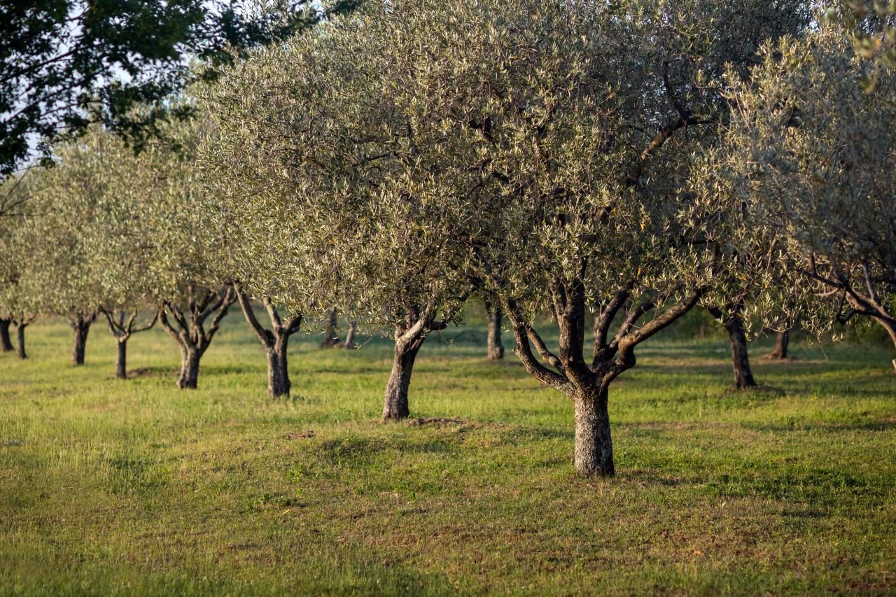 Teksen Zeytin Üretiminde Şeffaflık ve Kalite Süreç Adım Adım
