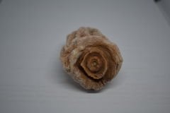 Cennet Hurması Kuru 1.Kalite