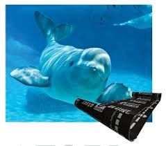 Atışkan ATSER ORCA (-10) ATP400 PLUS Su Yalıtım Membranı-10 m