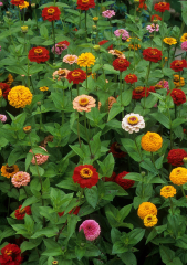 Zinnia Çiçek Tohumu 25 adet