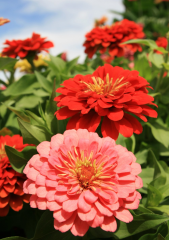 Zinnia Çiçek Tohumu 25 adet