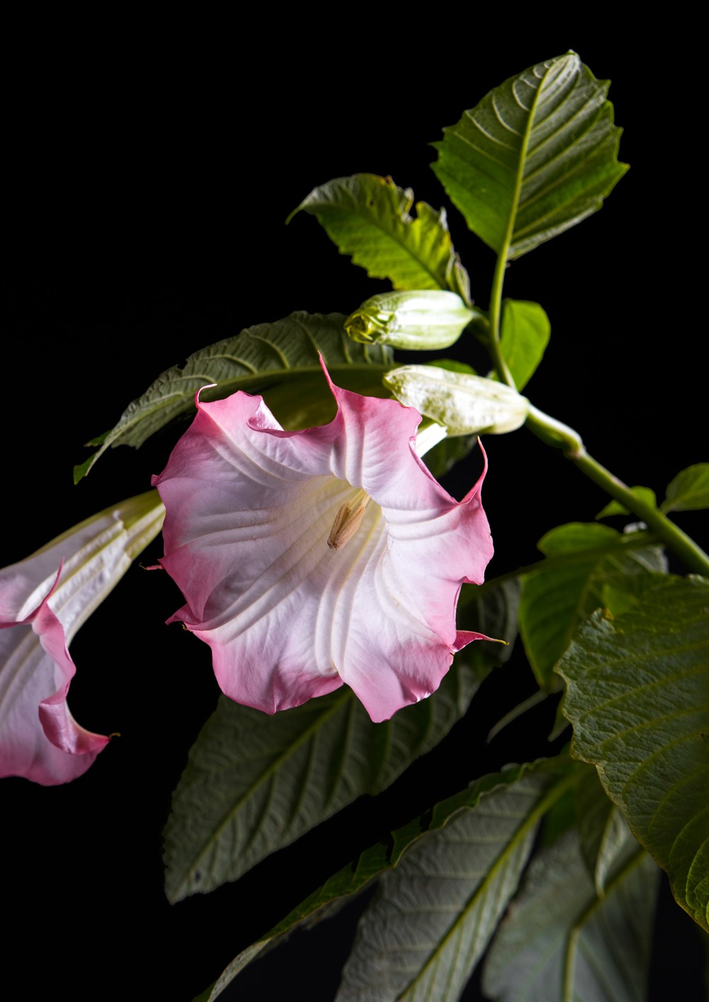 Beyaz Datura Çiçek Tohumu