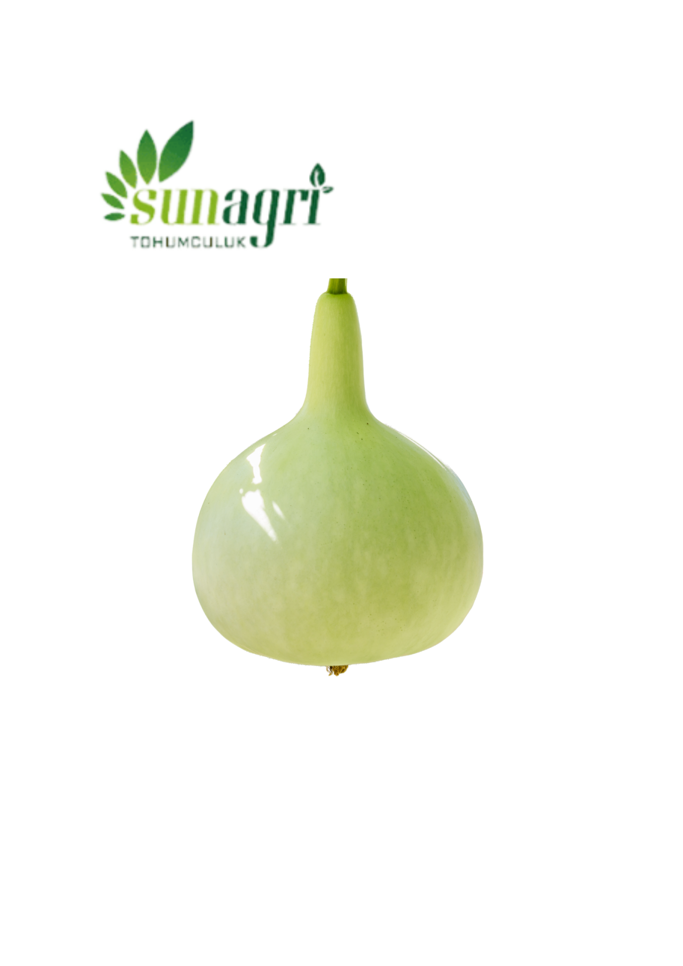 Su kabağı Tohumu