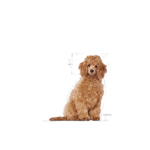 Royal Canin Poodle Junior Yavru Köpek Maması 3 Kg