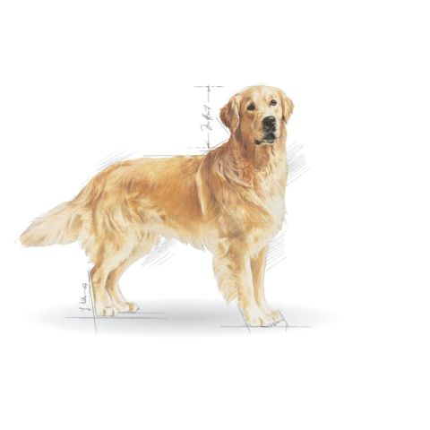 Royal Canin Golden Retriever Adult Yetişkin Köpek Maması 12 Kg