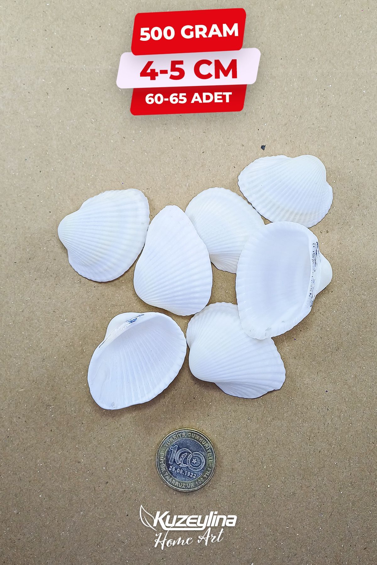 Doğal Deniz Kabuğu 500 Gram Büyük Boy 4-5 cm