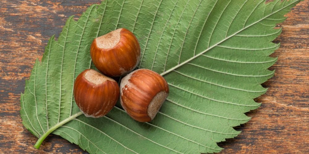 Kabuklu Makademya Fındığı Nedir?