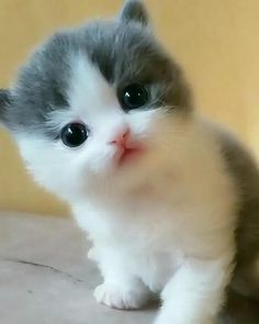 KEDİ