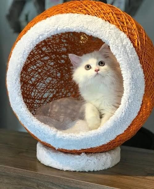 İP SARMA KEDİ YATAĞI