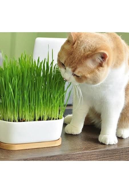 Kedi çimi
