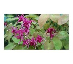 AzgınTeke Otu Macunu KADIN