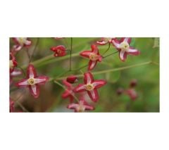 AzgınTeke Otu Macunu KADIN