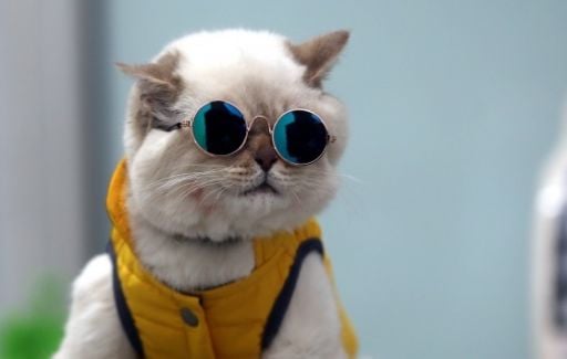 KEDİ