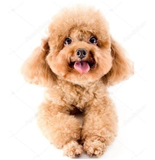 KÖPEK