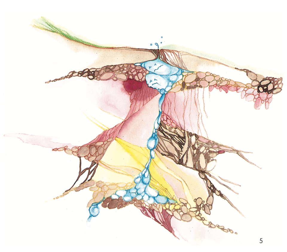 Şıpşıp ile Tıptıp