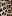 LEOPAR