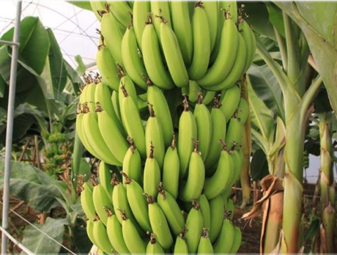 Doğal Üretim Azman Cinsi Muz