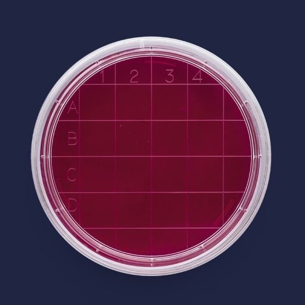 Petri Kutusu - Rodak