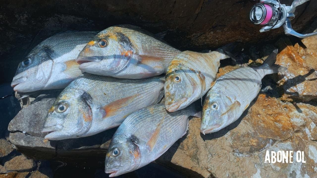 CARETTA SHIRO İLE BALIK AVI / TAKOZ ÇUPRALAR