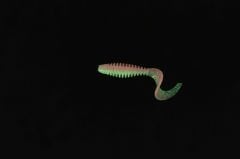 Caretta Curly 5 Cm Silikon Yem Pink Glow