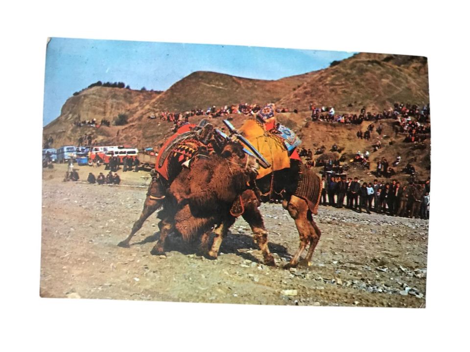 Deve Güreşi - Ticaret Matbaacılık - 1970'li yıllara ait kartpostal