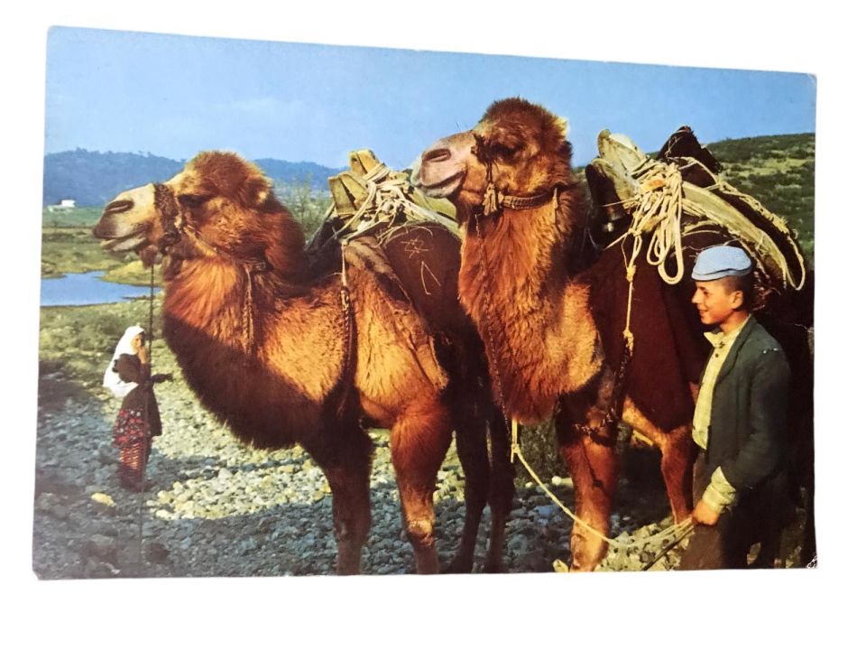 Develer - Hitit Matbaası - 1970'li yıllara ait kartpostal