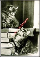 Kitap ve kediler - Sovyet dönemi kartpostal