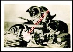 Kültürlü kediler - Sovyet dönemi kartpostal