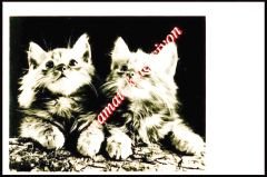 İki kedi - Sovyet dönemi kartpostal