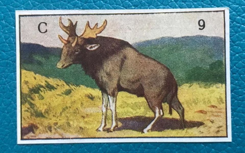 Nestle SÜTLÜ Dolca  Çikolatası - Devrialem seyahati / C 9