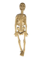Mini İskelet - 20 cm. Yumuşak plastik