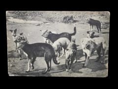 Köpekler  - Max FRUCHTERMANN kartpostal