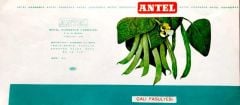Çalı Fasulyesi / Antel Konserve Fabrikası - 11x30 etiket - Efemera