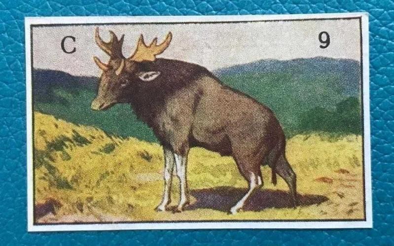 Nestle SÜTLÜ Dolca Çikolatası - Devrialem seyahati / C 9