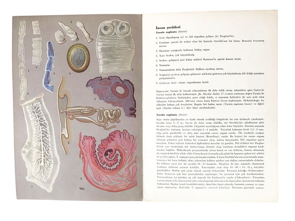 Barsak Parazitleri - Roche / Karton Broşür