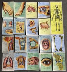 Keskin Color - 1970'lere ait, çok sayıda tıp temalı şema