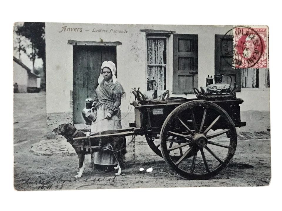 Köpeğin çektiği, süt arabası - 1908 tarihli, Yeni Camiye gönderilen kartpostal