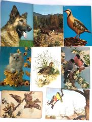 9 adet hayvanlar - Kartpostal
