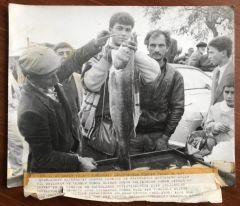 Rize, Fındıklı açıklarında avlanan Levrek balığı - 20x25 fotoğraf