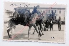 Deve güreşleri 1936 - Fotoğraf