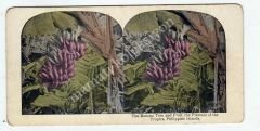The banana tree and fruit, the  plantain of the tropics, Stereo kart