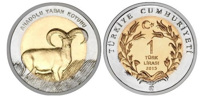 2015 Anadolu Yaban Koyunu