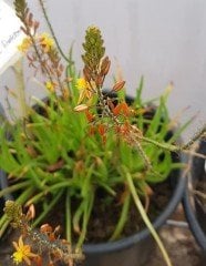 Bulbine Frutescens Fidesi Şifalı Bitki