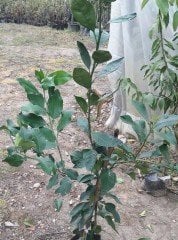 Bir Ağaçta 2 Farklı Meyve Fidanı Mandalina ve Ugli)